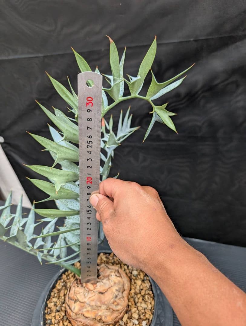 19 エンセファラルトス ホリダス オレンジ肌 特大 葉性最高