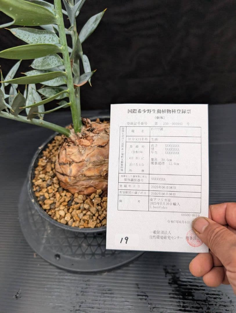 19 エンセファラルトス ホリダス オレンジ肌 特大 葉性最高