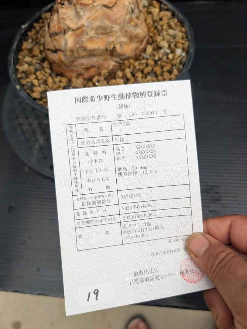 19 エンセファラルトス ホリダス オレンジ肌 特大 葉性最高