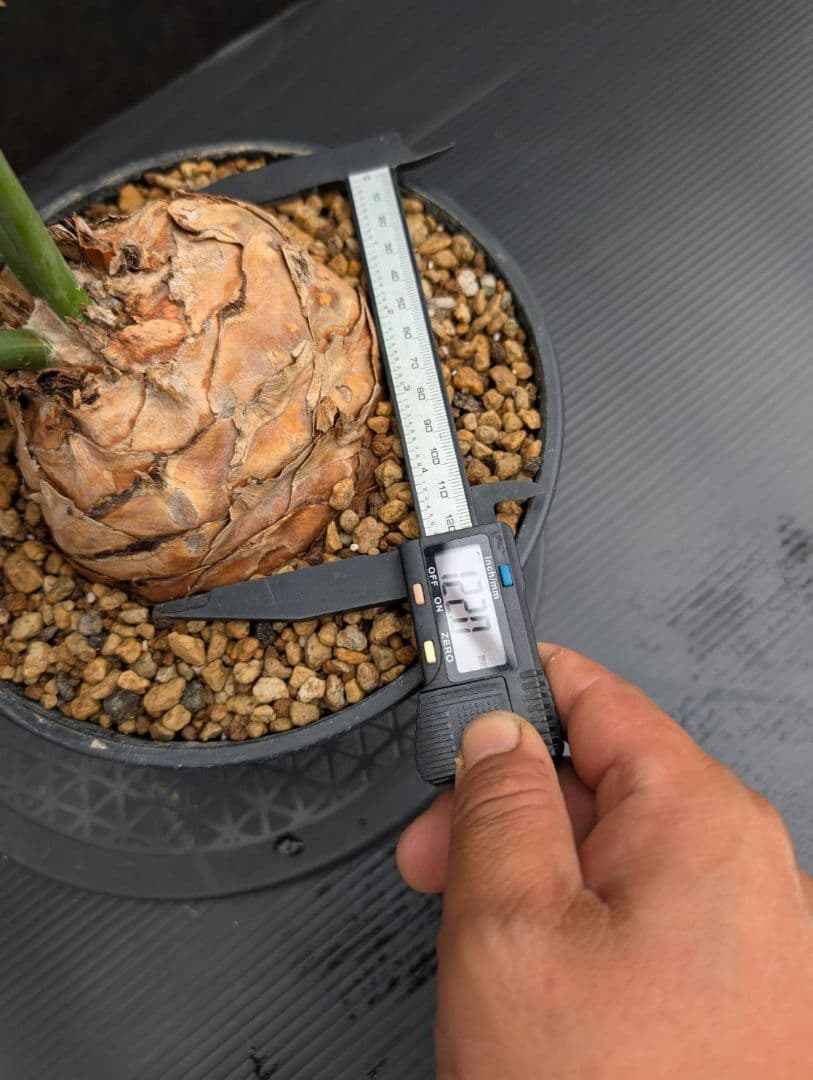 19 エンセファラルトス ホリダス オレンジ肌 特大 葉性最高