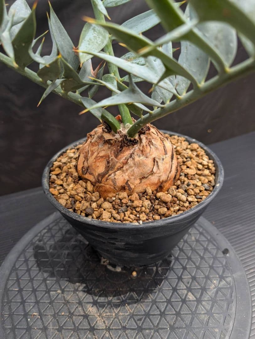 19 エンセファラルトス ホリダス オレンジ肌 特大 葉性最高