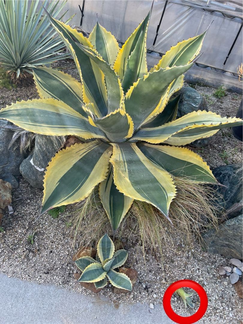 アガベ　リップルエフェクト①