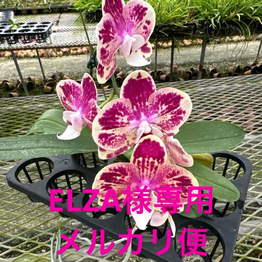 ELZA様 リクエスト 4点 まとめ商品