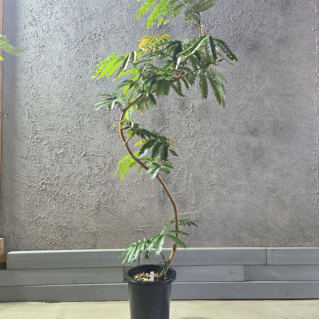 ⑤　エバーフレッシュ曲がり仕立て　8号特大苗木最高等級極上品‼️