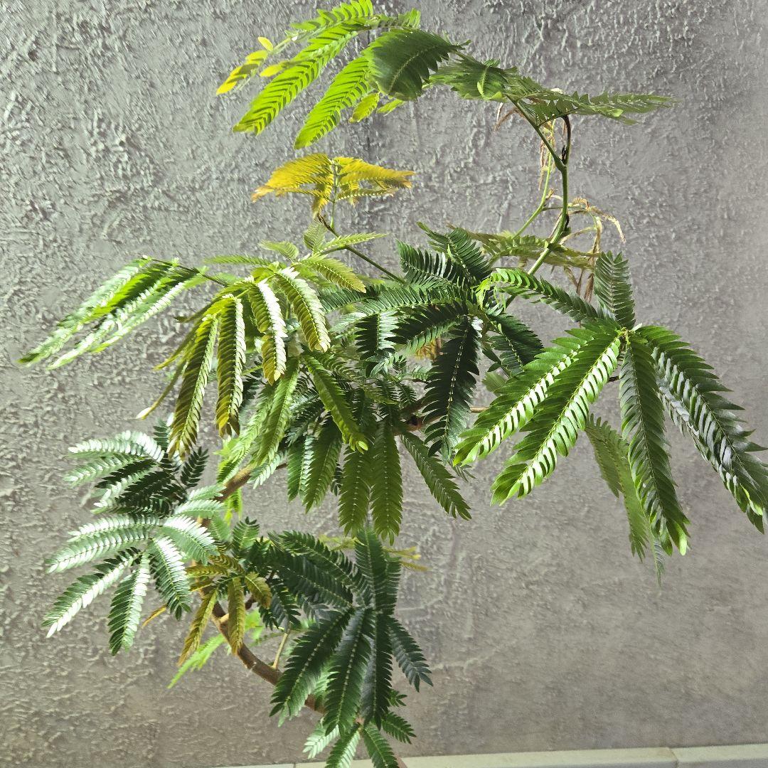 ⑤　エバーフレッシュ曲がり仕立て　8号特大苗木最高等級極上品‼️