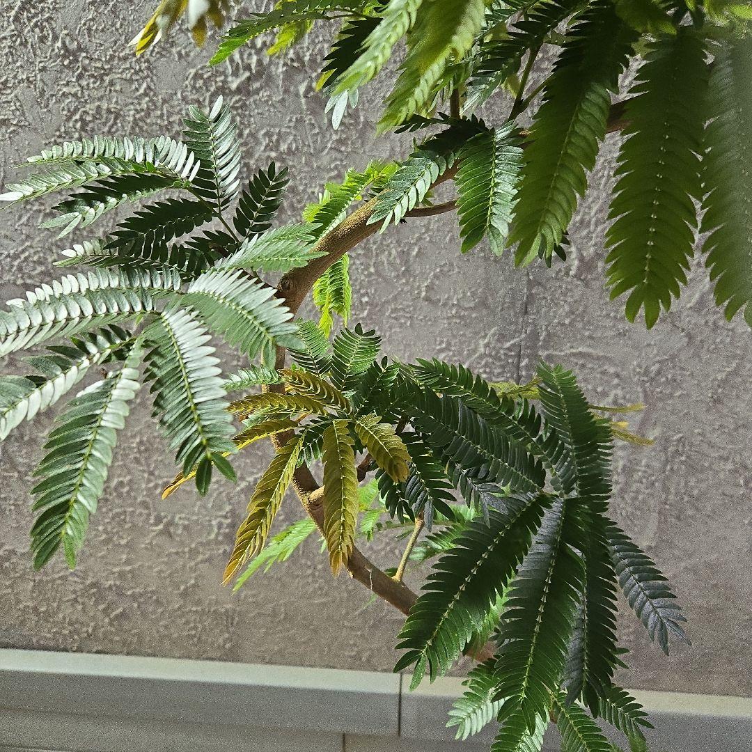 ⑤　エバーフレッシュ曲がり仕立て　8号特大苗木最高等級極上品‼️