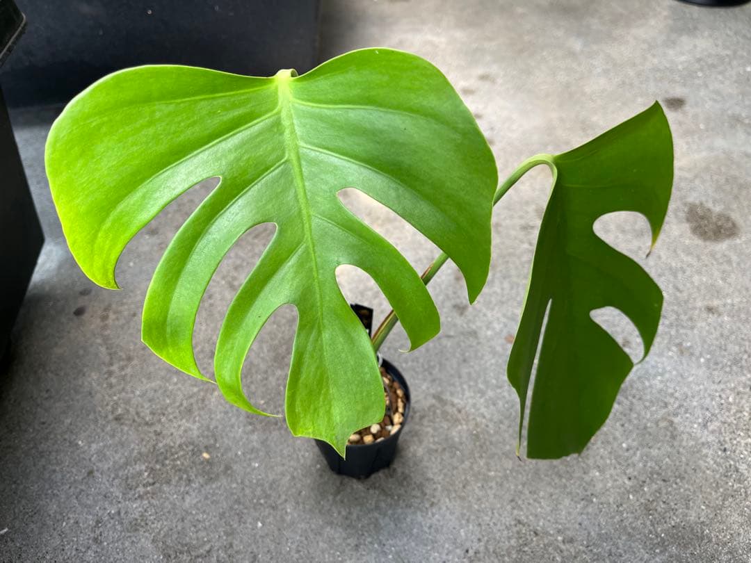 モンステラ デリシオーサ シエラナ 検索 スケルトン ブラジリアンフォーム 実生