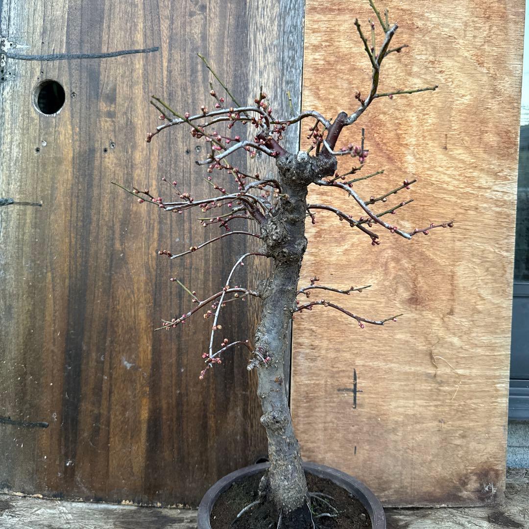 梅　盆栽　思いのまま　大株