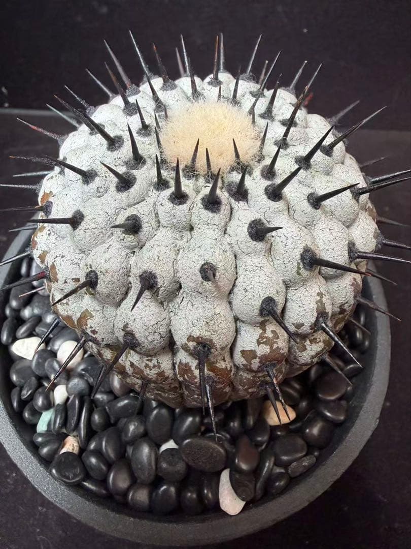 限定発売 コピアポア　黒王丸　Copiapoa cinerea手作り樹脂粘土