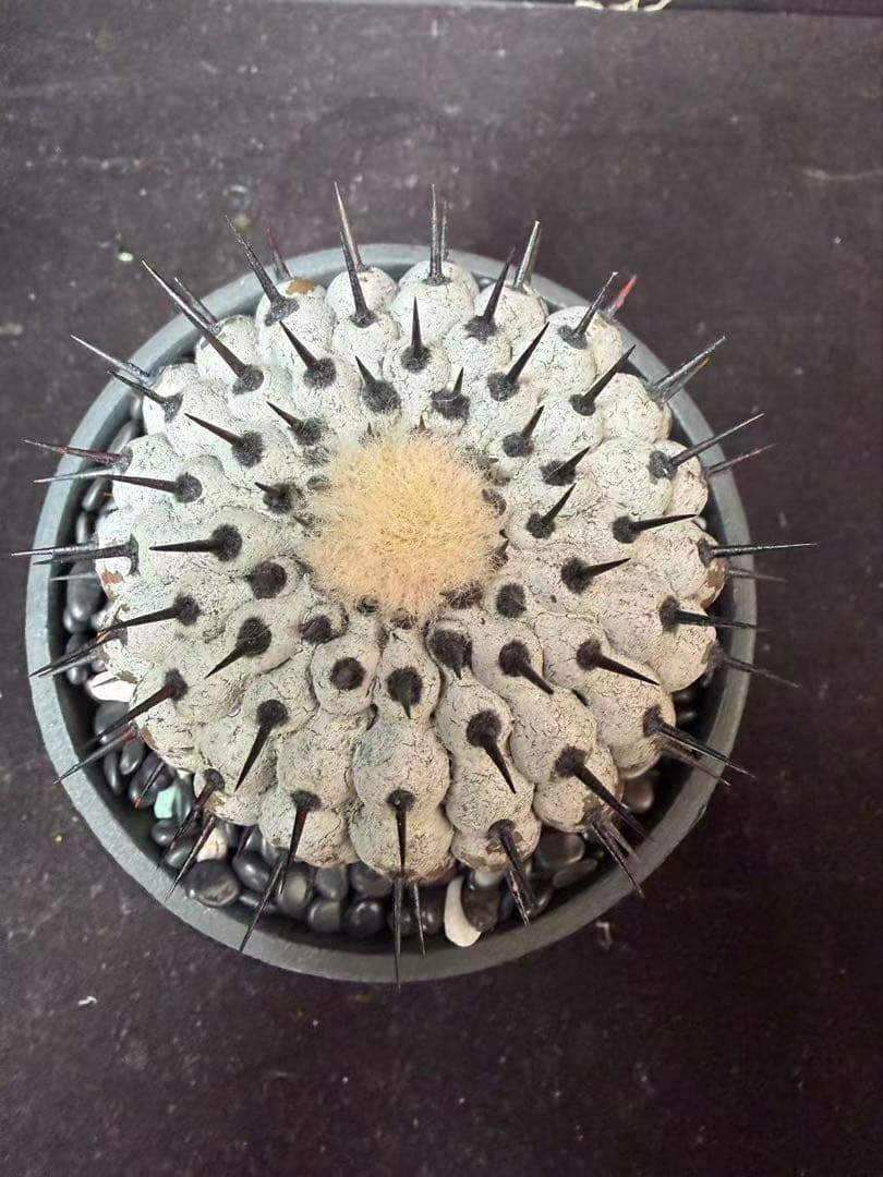 限定発売 コピアポア　黒王丸　Copiapoa cinerea手作り樹脂粘土