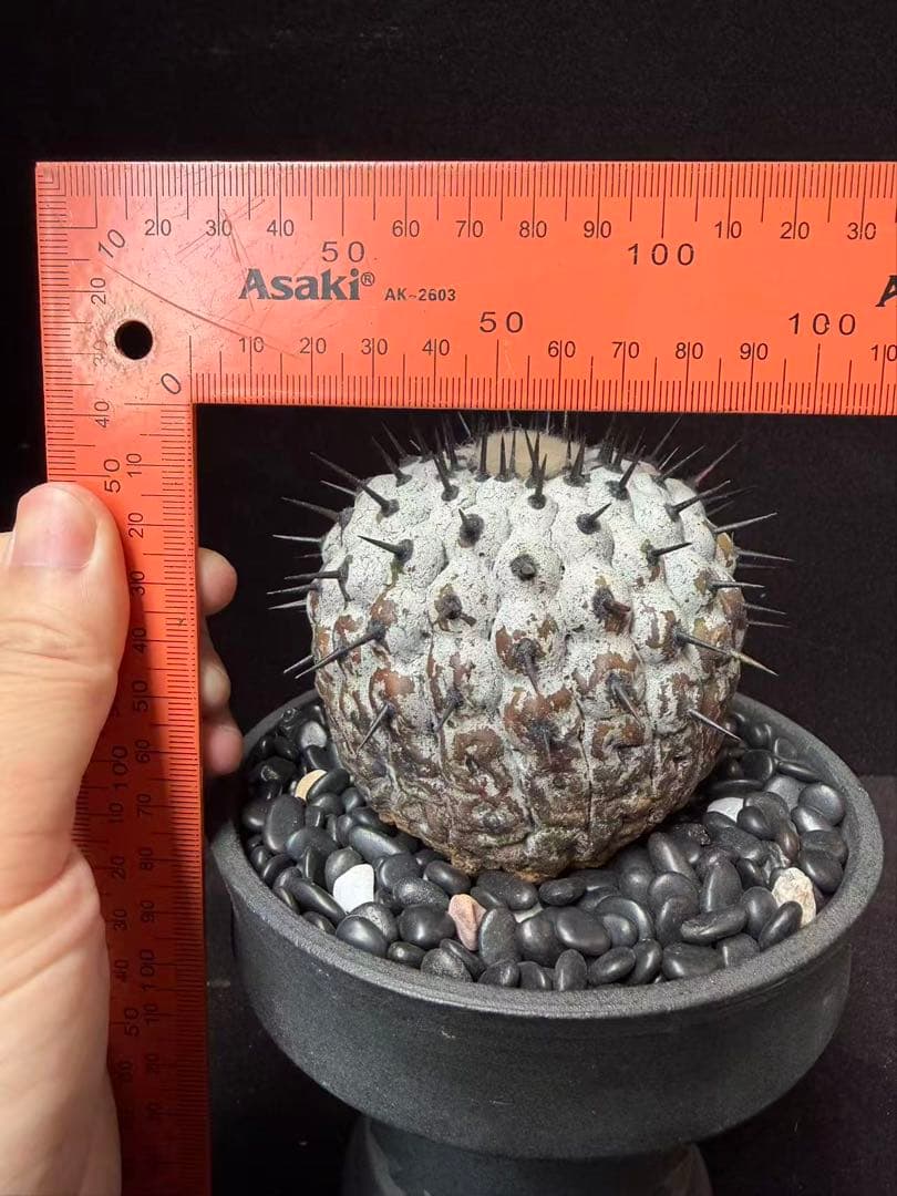 限定発売 コピアポア　黒王丸　Copiapoa cinerea手作り樹脂粘土