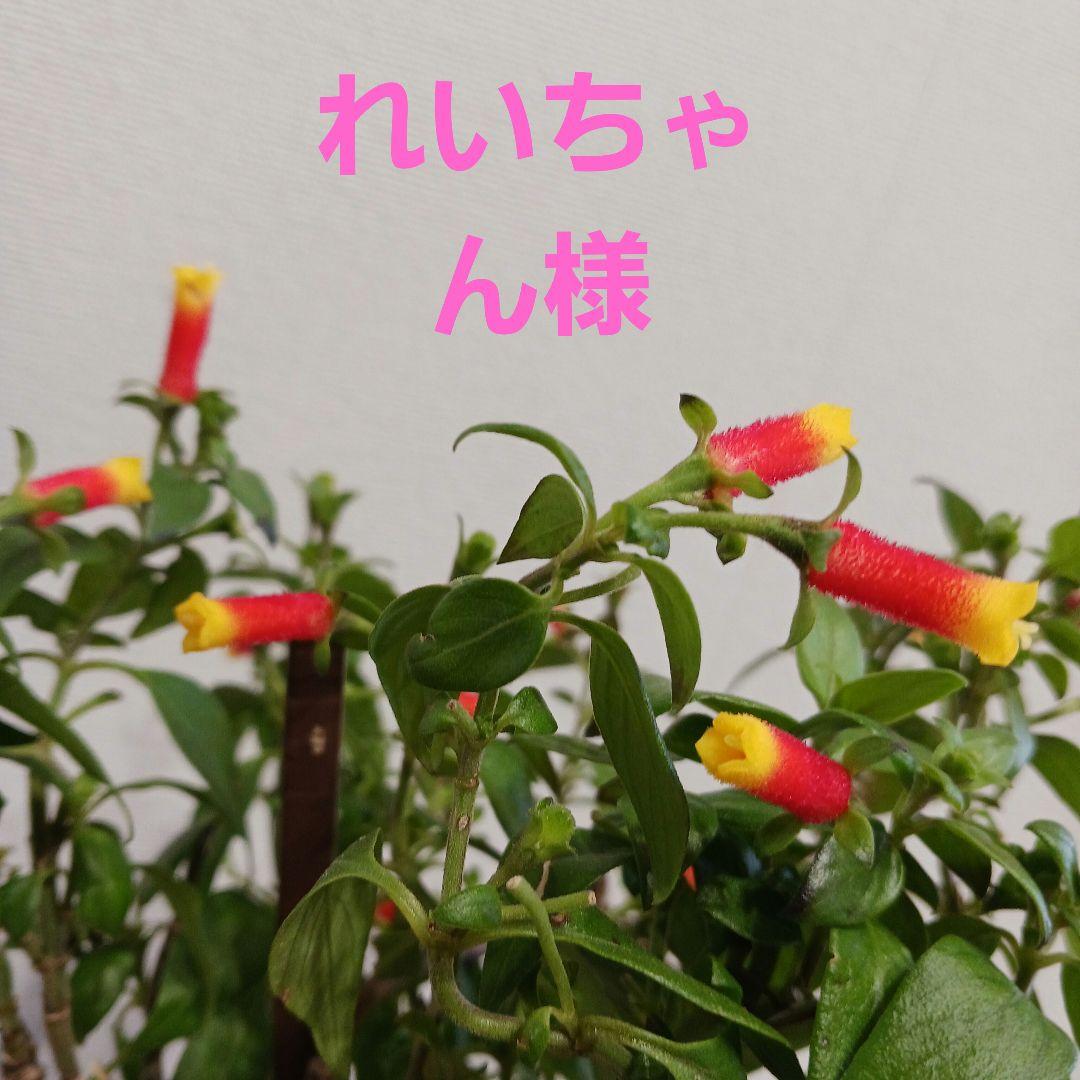 マネッティア苗