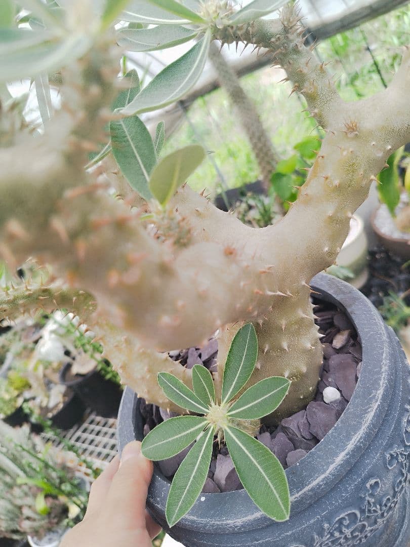 【実生15年／開花株】 パキポディウム・ブレビカウレ 大株・陶器鉢付き