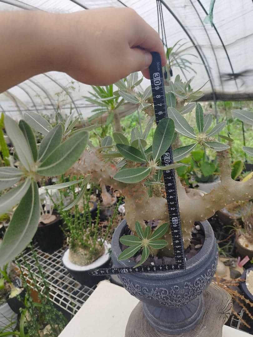 【実生15年／開花株】 パキポディウム・ブレビカウレ 大株・陶器鉢付き