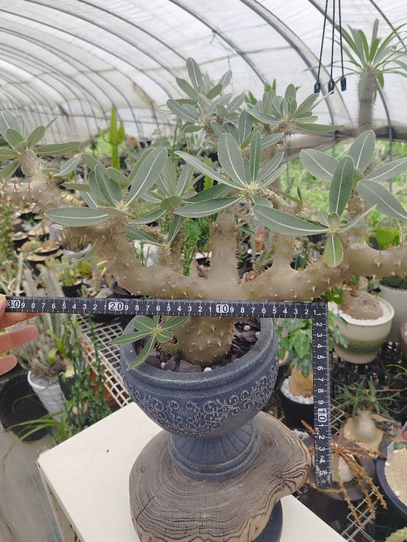 【実生15年／開花株】 パキポディウム・ブレビカウレ 大株・陶器鉢付き