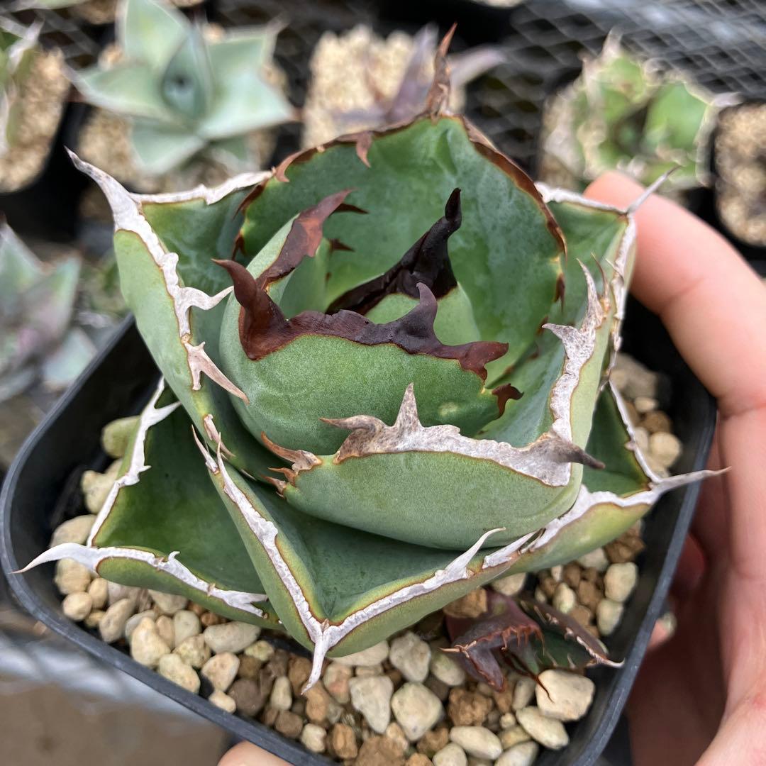 みっく　アガベ　3点