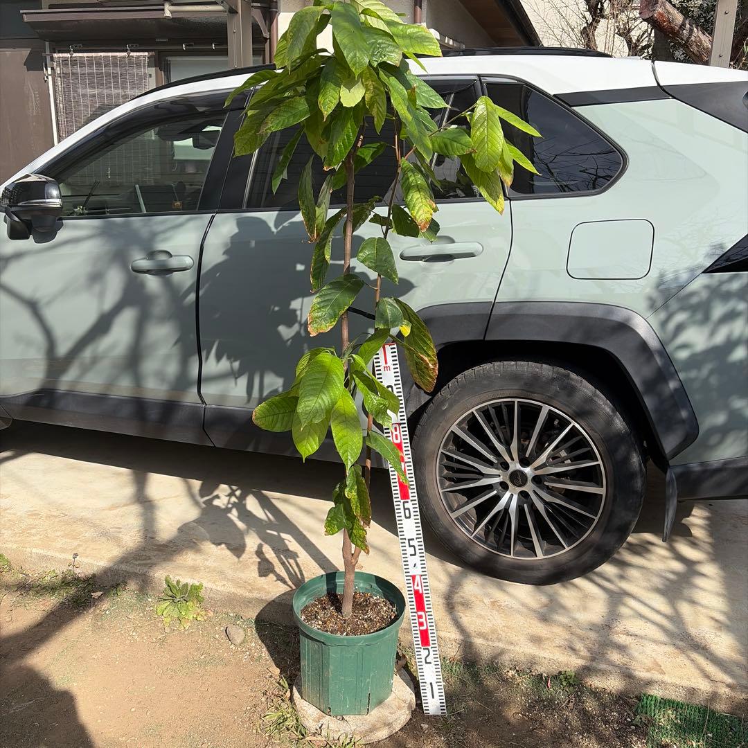 1.5mサイズ特大カカオの木 フォラステロ種