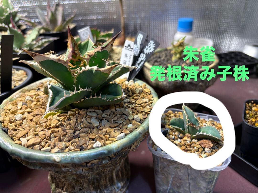 アガベ 「朱雀」子株