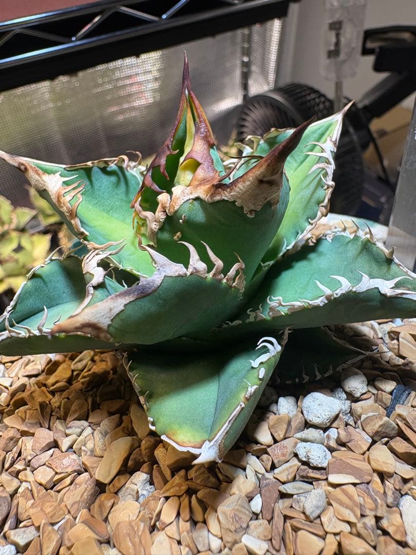 アガベ 「朱雀」子株