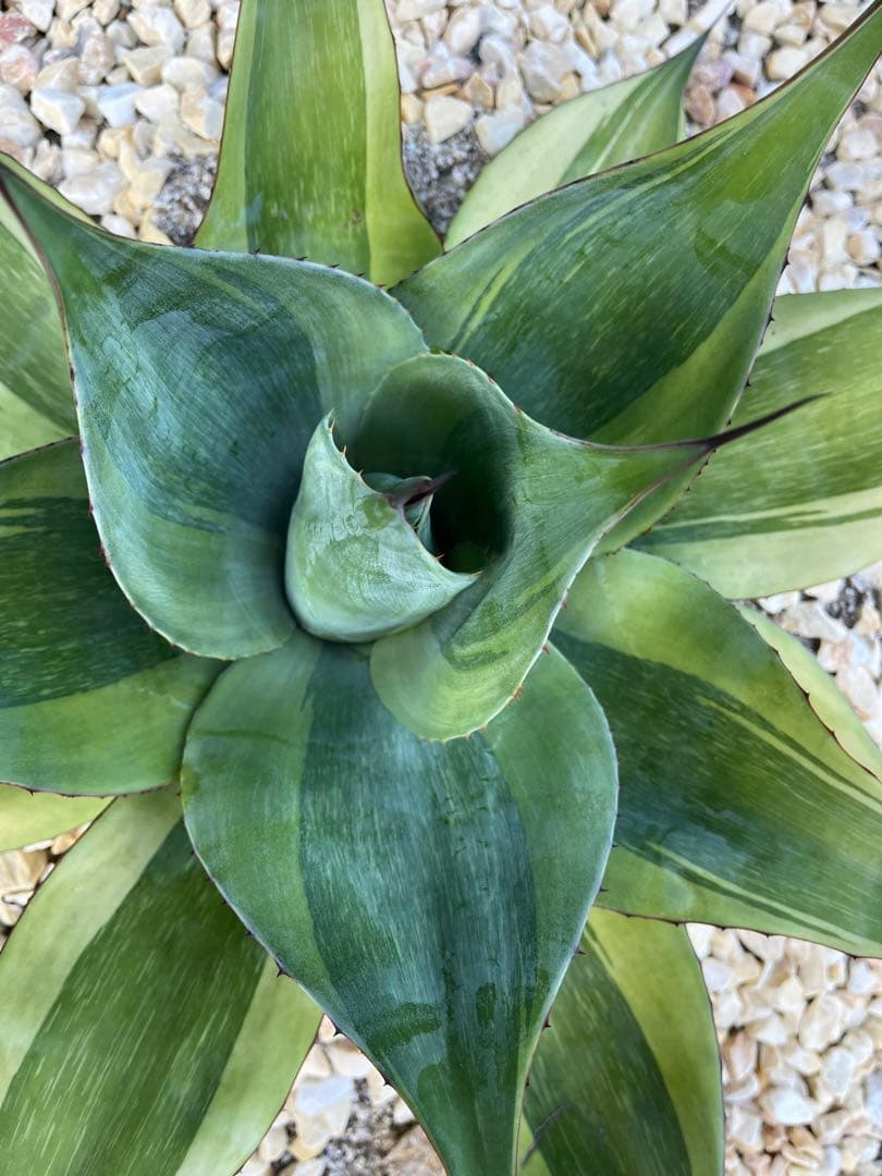 アガベ オバティフォリア　キラー　大株　60cm