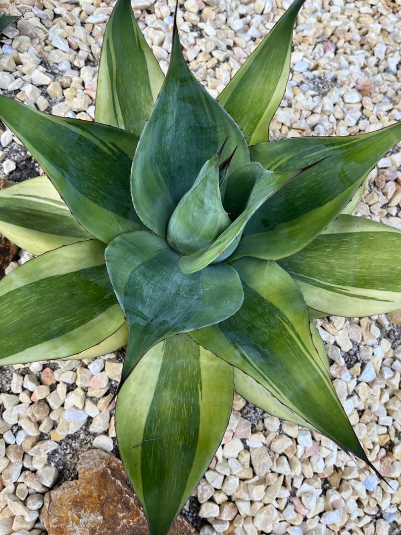 アガベ オバティフォリア　キラー　大株　60cm