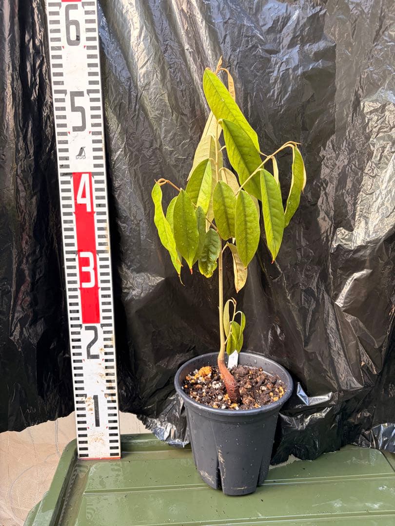 ドリアン苗Orange Durio Graveolens苗 DOG4