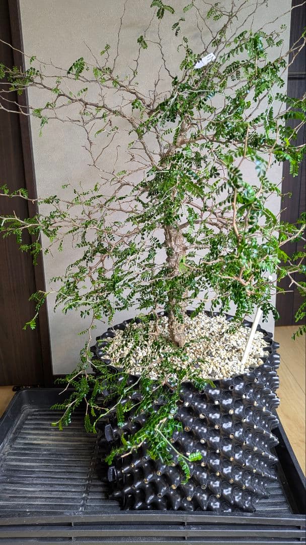 実生9年　鉢底から1m越　オペルクリカリア　パキプス　塊根　引取希望