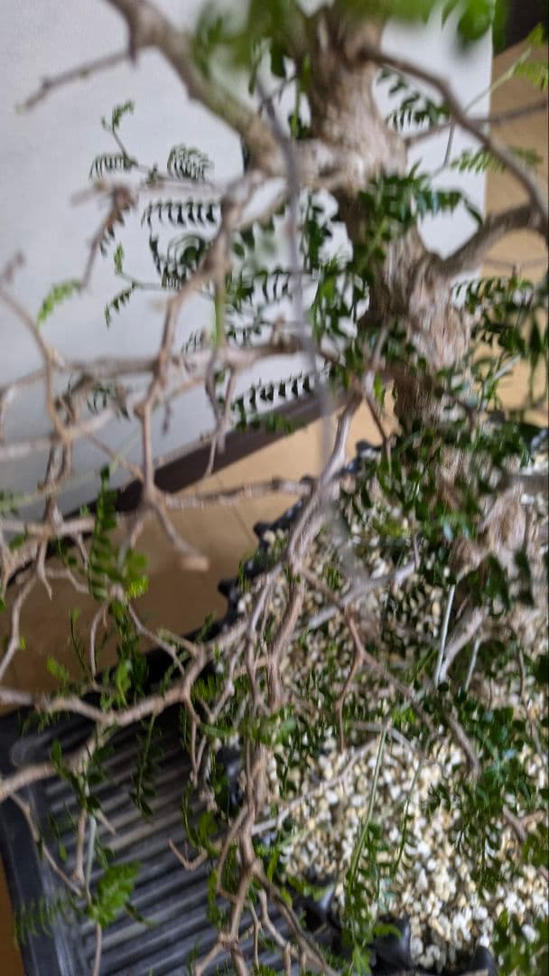 実生9年　鉢底から1m越　オペルクリカリア　パキプス　塊根　引取希望