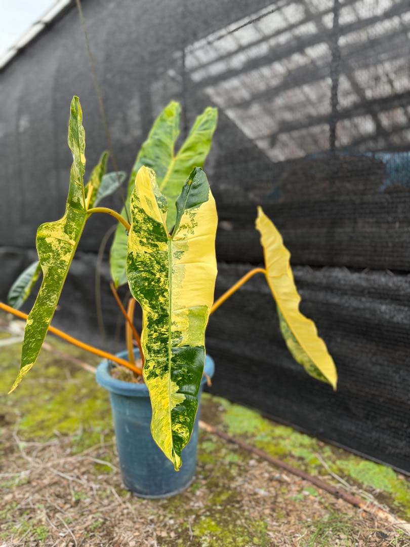 フィロデンドロン　ビレッティア　美斑入り　親株サイズ　送料込み