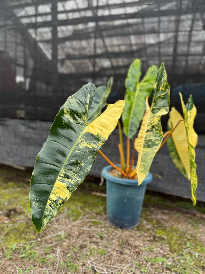 フィロデンドロン　ビレッティア　美斑入り　親株サイズ　送料込み