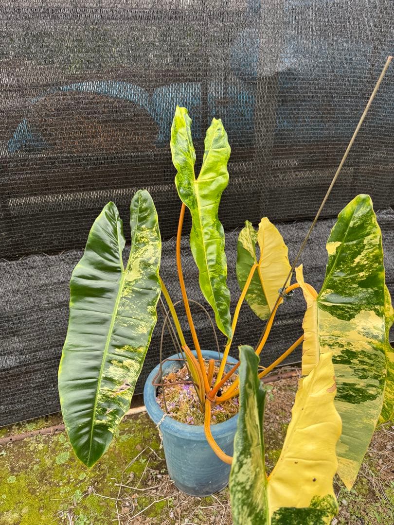 フィロデンドロン　ビレッティア　美斑入り　親株サイズ　送料込み