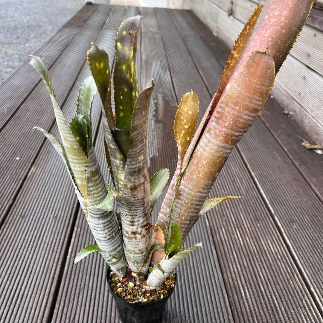 ビルベルギア ダースベイダー 群生株(タンクブロメリア ネオレゲリア エクメア