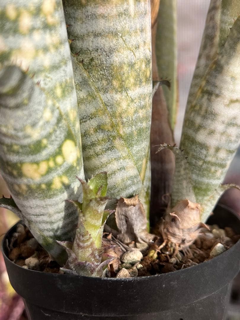 ビルベルギア ダースベイダー 群生株(タンクブロメリア ネオレゲリア エクメア