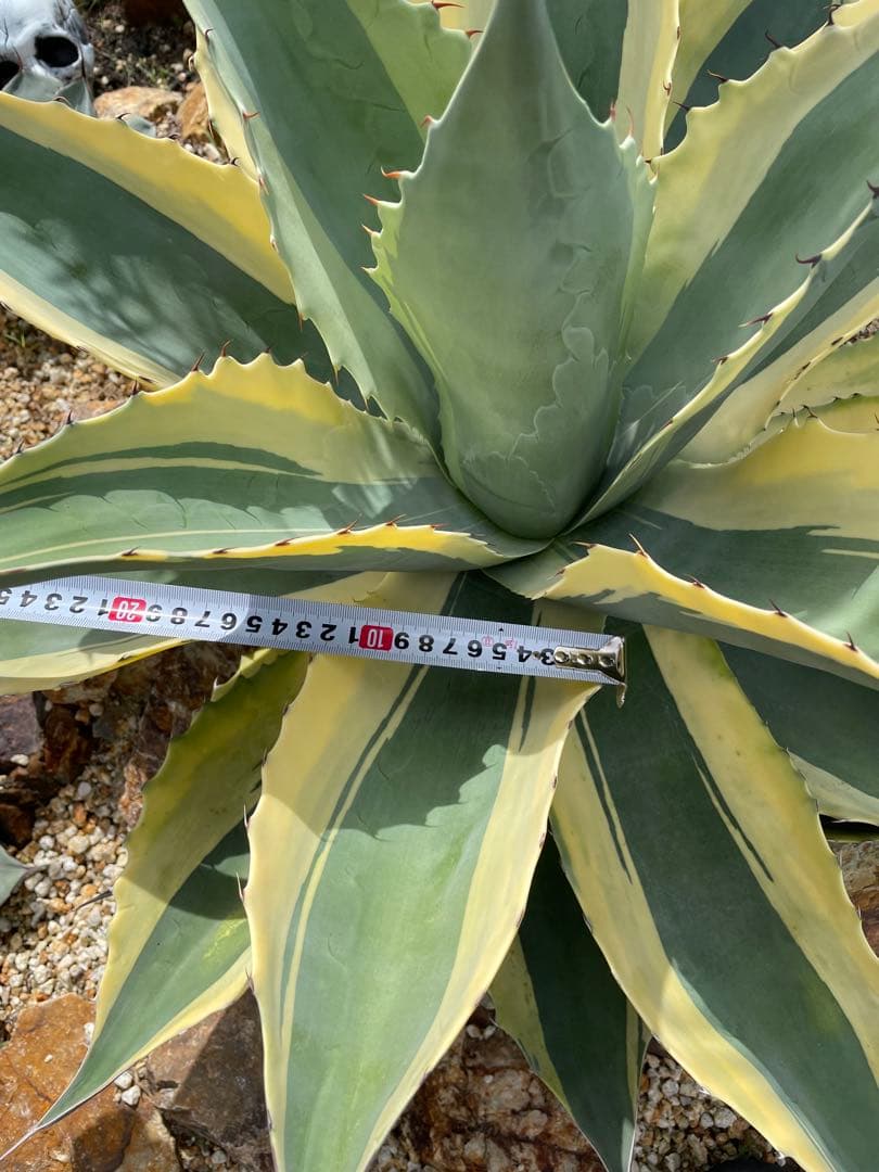 極上 オルカ大株 オバティフォリア大株　ドライガーデン　良型　地植え　格安