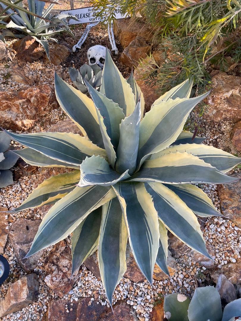 極上 オルカ大株 オバティフォリア大株　ドライガーデン　良型　地植え　格安