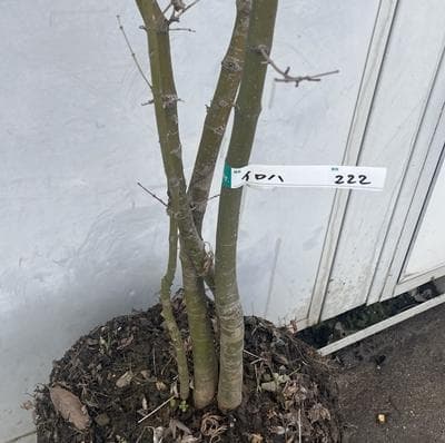 《現品》イロハモミジ　株立ち　樹高2.0ｍ（根鉢含まず）222【紅葉/苗木/植木
