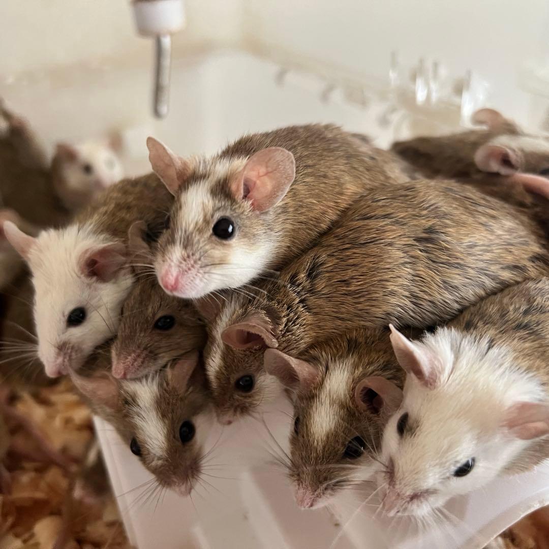 冷凍ヤワゲネズミ 約60～75ｇ 20匹