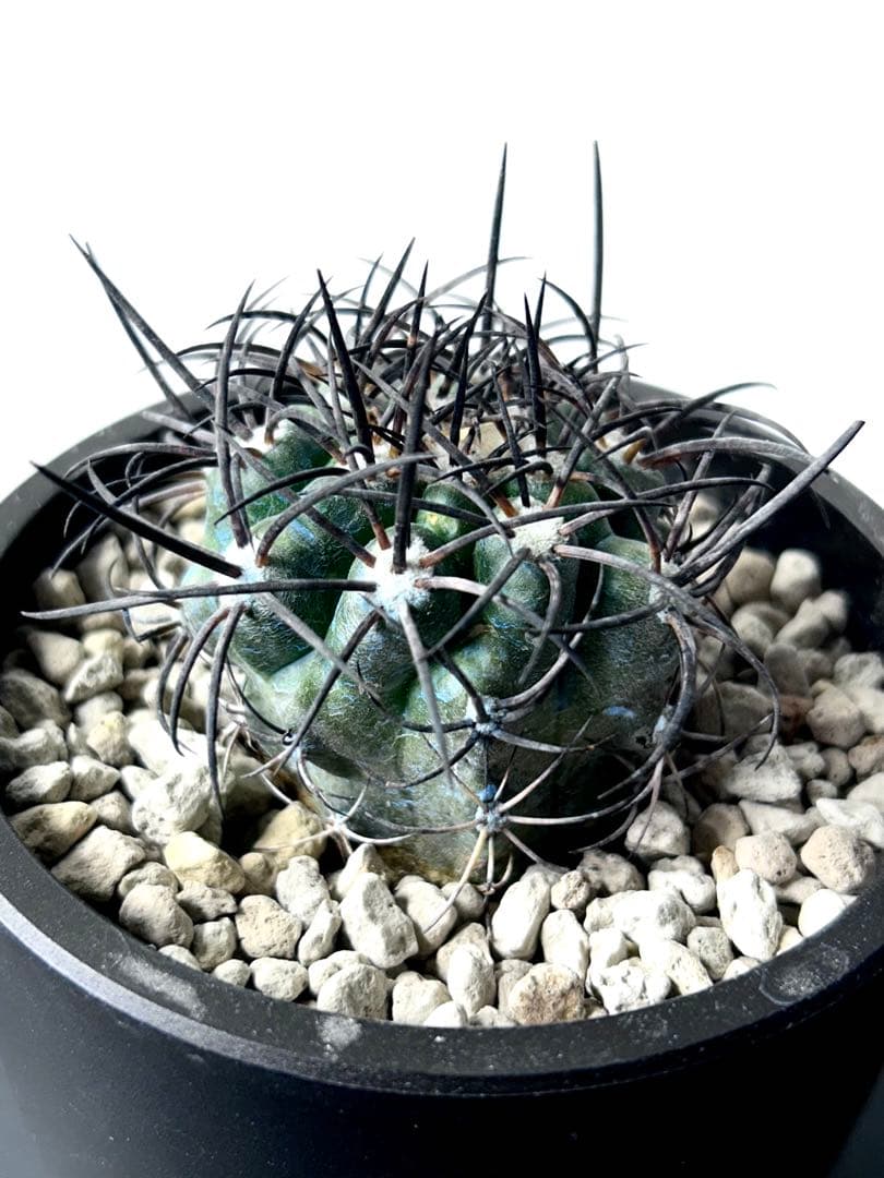 【超希少】コピアポア　グリセオビオラセア　栗星玉　現地球カキコ　No.26