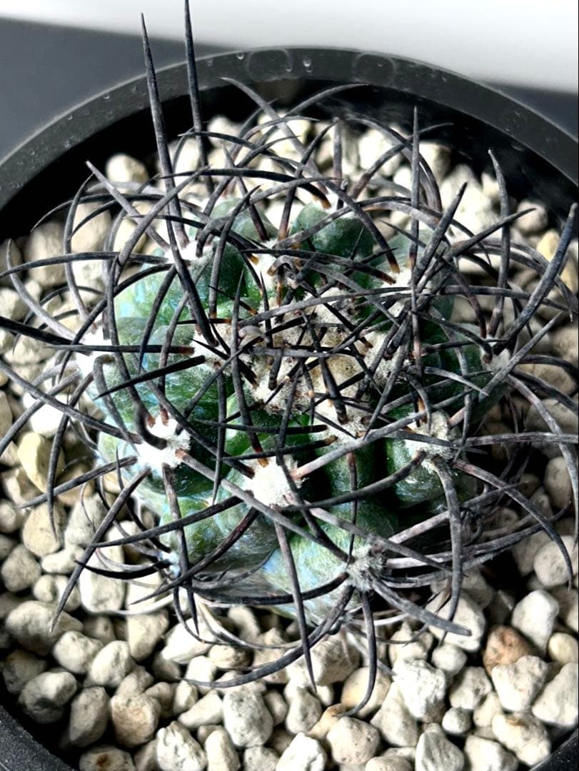 【超希少】コピアポア　グリセオビオラセア　栗星玉　現地球カキコ　No.26