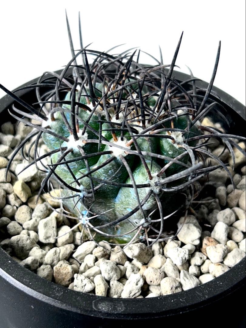 【超希少】コピアポア　グリセオビオラセア　栗星玉　現地球カキコ　No.26