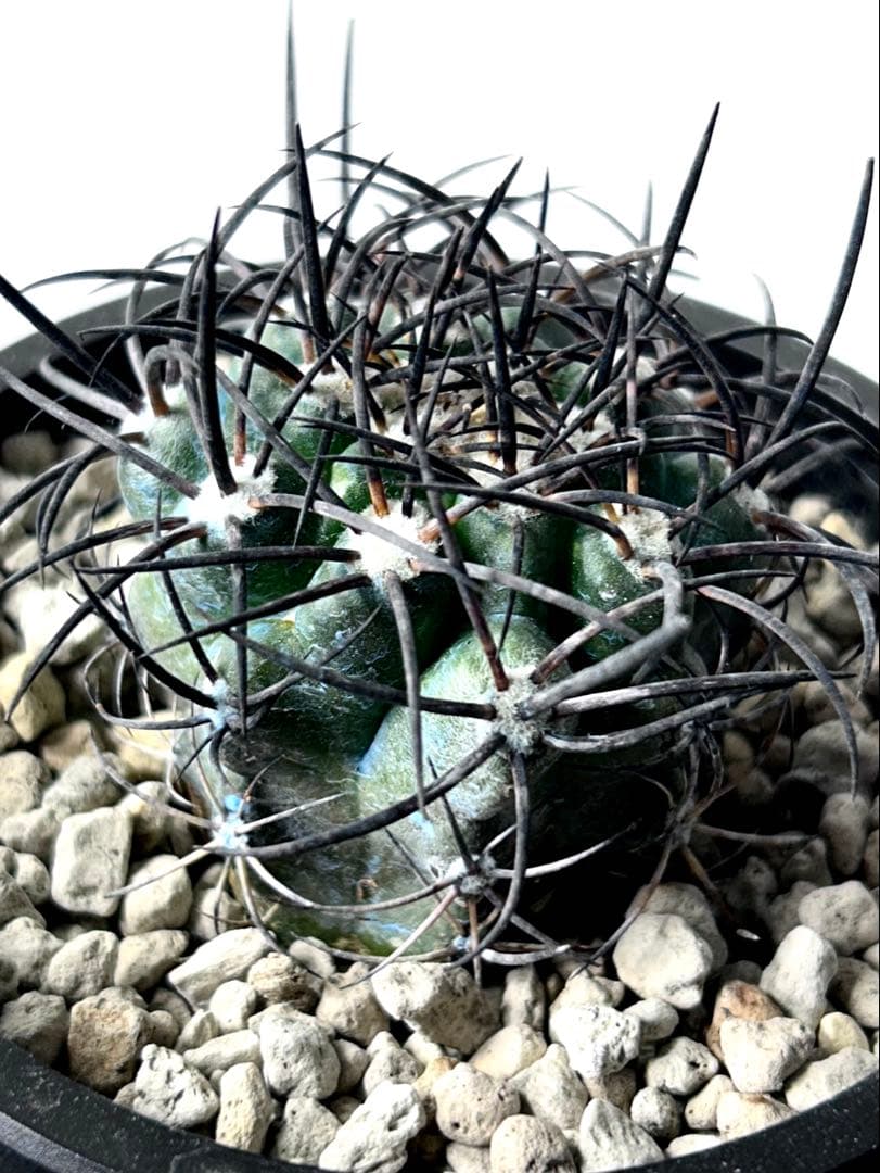 【超希少】コピアポア　グリセオビオラセア　栗星玉　現地球カキコ　No.26