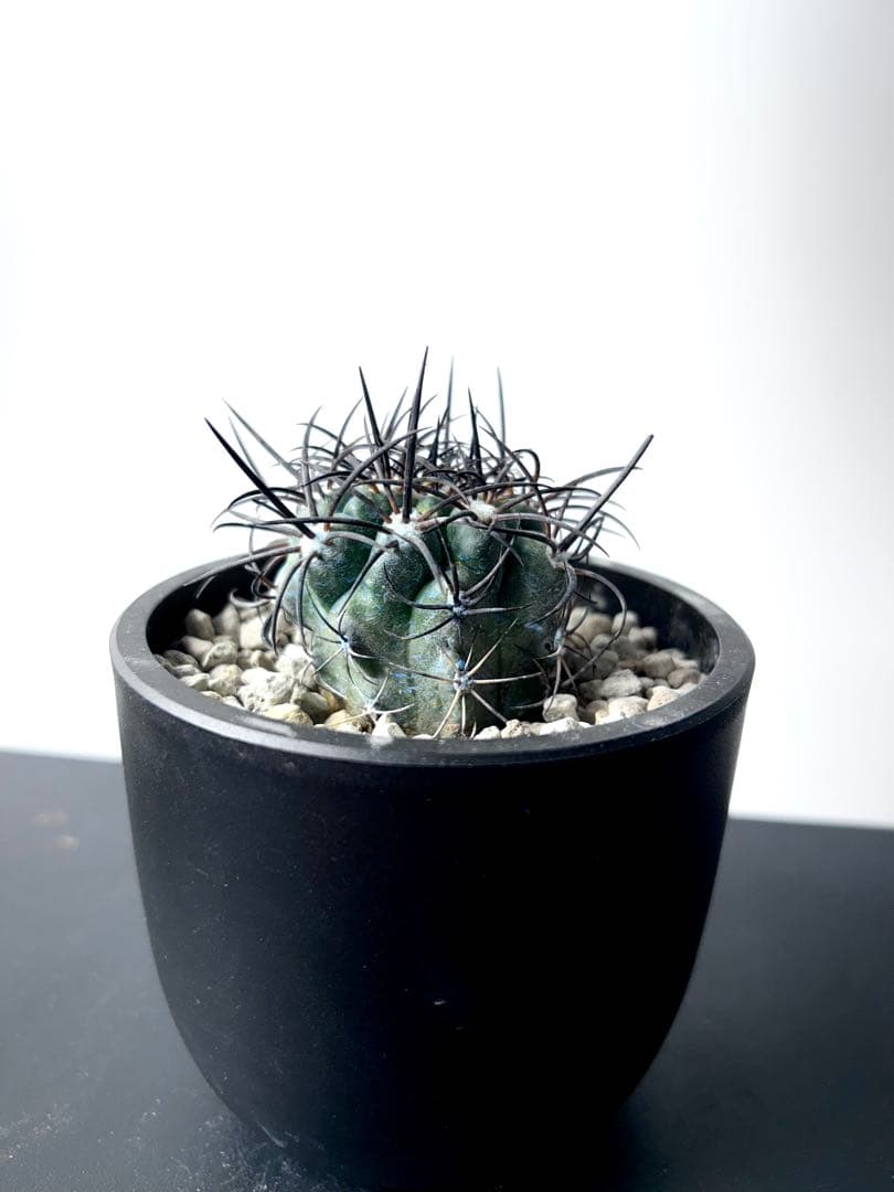 【超希少】コピアポア　グリセオビオラセア　栗星玉　現地球カキコ　No.26