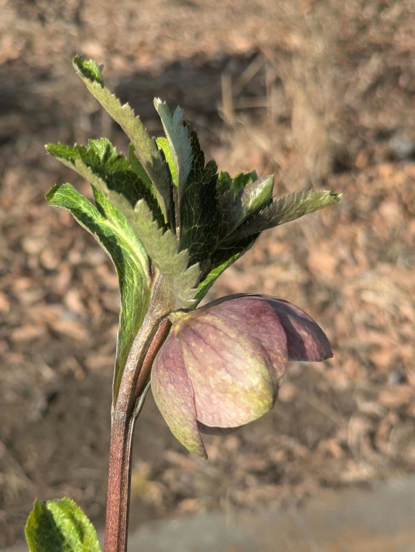 大和園 クリスマスローズ｜激渋ブラウン系｜まるでブラウンパステリッシュな一株