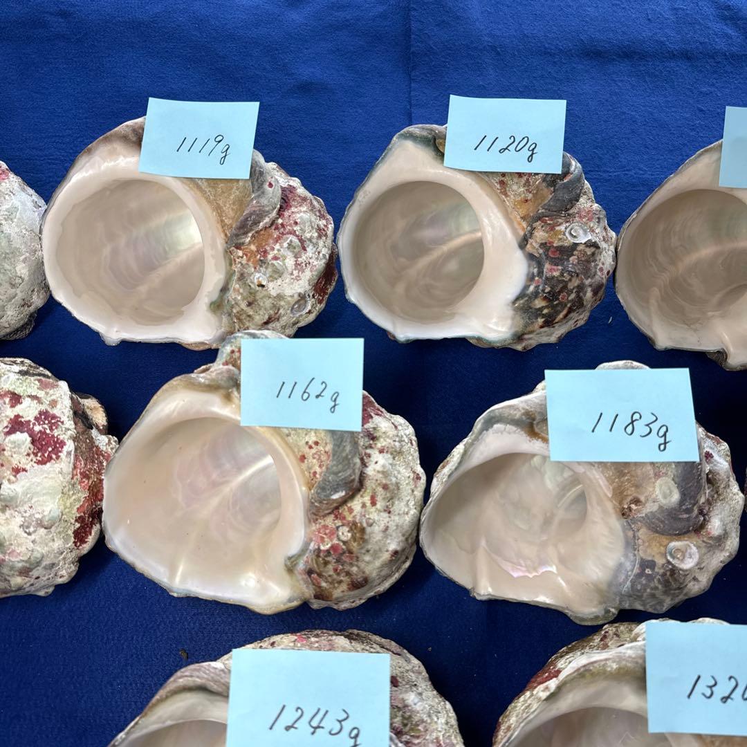 特大夜光貝　ヤコウ貝　まとめ売り　11個 12、8kgアクセサリー　ルアー