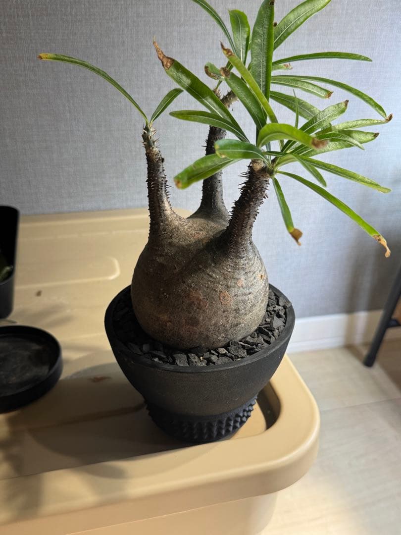 パキポディウムグラキリス　現地球　良型　鉢8labo