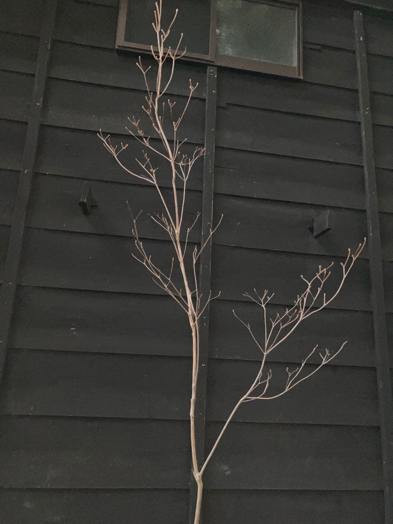 61 山採り　ミツバツツジ