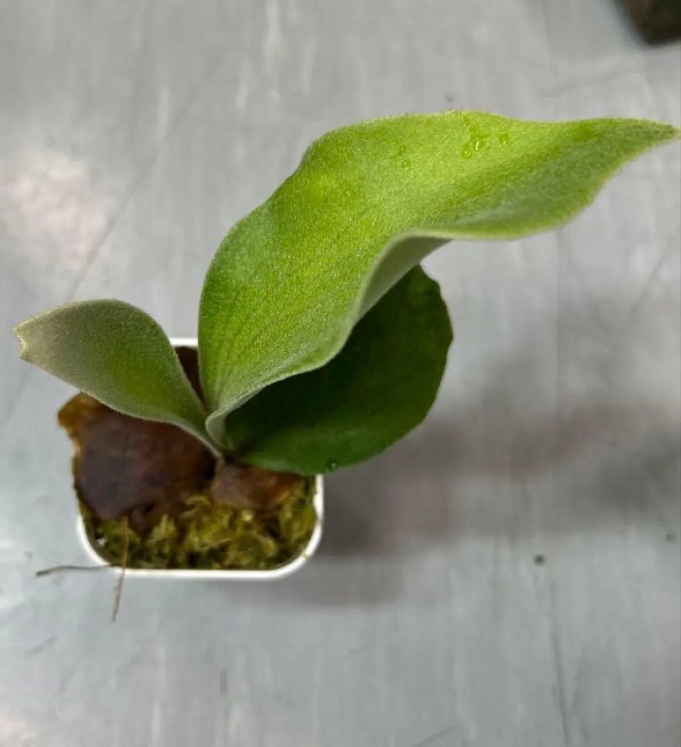 HAS.AR spore ビカクシダ ②