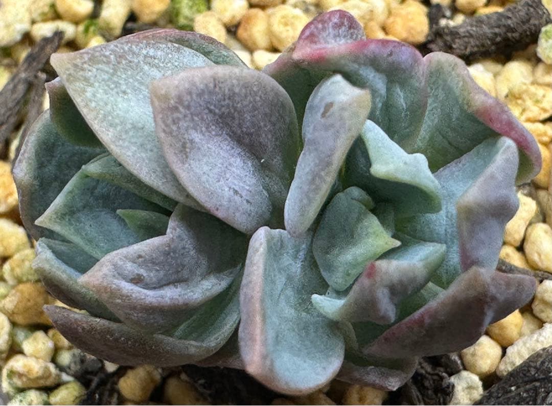 ❤️確認用❤️★B ミックスベリア❤️霜飾り❤️抜き苗♪      ✨メルカリ便✨札なし