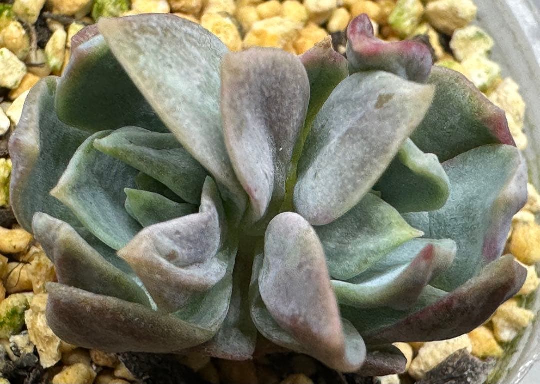 ❤️確認用❤️★B ミックスベリア❤️霜飾り❤️抜き苗♪      ✨メルカリ便✨札なし