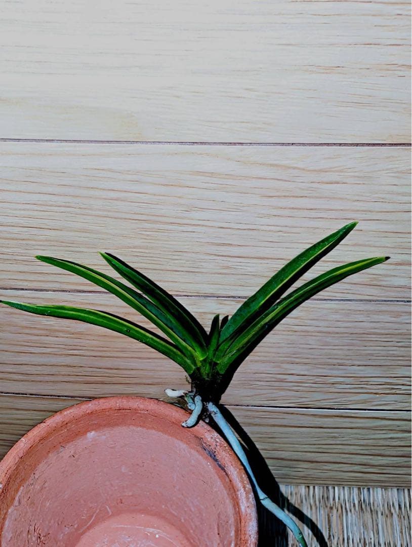 富貴蘭「黒牡丹縞」（月影）